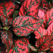 10 Dwarf Red Polka Dot Plant Splash Select Hypoestes Phyllostachya Flower Housep - £11.99 GBP