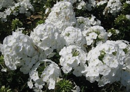 100 Gisele White Phlox Seeds Planting USA Shipping - $9.96