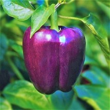Purple Beauty Sweet Bell Pepper Seeds Violet Belle Black Peppers Seed  - £4.74 GBP