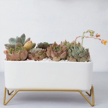 Succulent Planter with Supported frame - £24.66 GBP