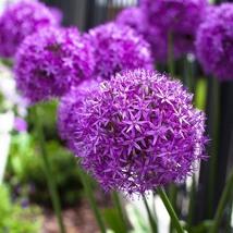 Giant Onion Allium Giganteum Flower Flower plant, 100 Seeds D - $10.35