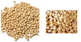 Soybean 300 Seeds Uses Microgreen Sprouts Sprouting Planting INTERNATION... - £29.09 GBP