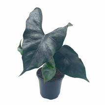 Alocasia Purple Cloak, Alocasia Princeps, in 4 inch Pot - £22.24 GBP