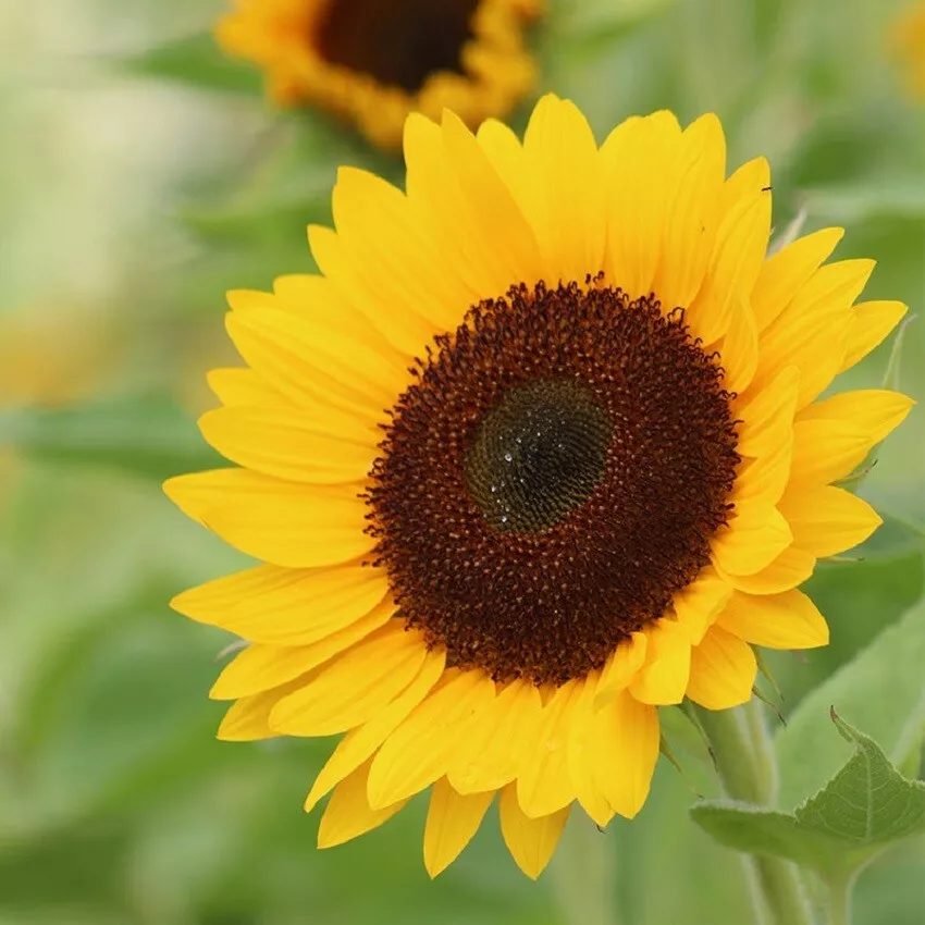 50 Sunflower Seeds Helianthus Sunrich Provence Summer Cut Flower Seeds Beautiful - £11.79 GBP