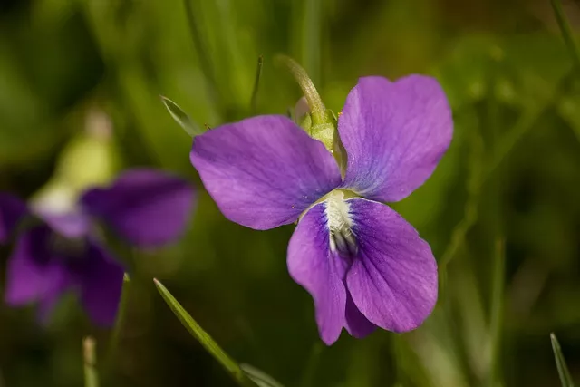 100 Seeds Prairie Violet Purple Viola Coastal Larkspur Pedatifida Palmata Flower - $11.22