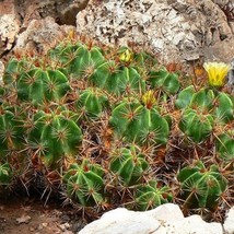 Clustering Barrel Cactus Seeds Ferocactus Robustus 20 Seeds - $261.17 MXN