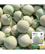 Dumi 101 Muskmelon F1 Hybrid Early Maturing High Sugar - $3,466.85 MXN