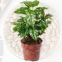 BStore 19 Pcs Arabica Coffee Tree Seeds Coffea Arabian House Plant Clean Air See - £15.33 GBP