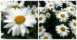 Whoops-a-Daisy Shasta Daisy - Leucanthemum - Live Plant - Gallon Pot - C2 - £52.48 GBP