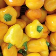 Mini Yellow Bell Pepper Seeds Organic US Fast Shipping - $40.48 MXN