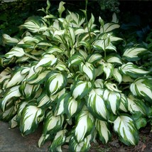 Live Plant Mediovariegata Hosta Waves Of White Cream And Lime Free Ship - £39.93 GBP
