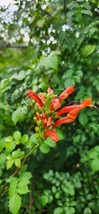 Rooted Cape HoneySuckle - Tecomaria Capensis attracts  Butterflies Hummingbirds - £9.49 GBP