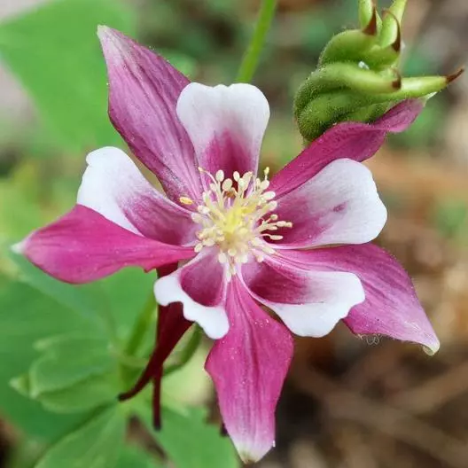 Columbine &#39;Rose Star&#39; – Perennial, Non-GMO, Part Shade – 100 Seeds - $8.00