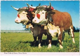 Postcard Prize Yoke Of Oxen Nova Scotia - £1.69 GBP