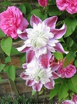 US Seller 100Pcs Clematis Seeds Light Puple White Edge With White Double... - £11.03 GBP