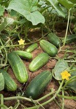 25 Seeds Rhode Island Cucumbers Easy Growing Vegetable Pickling Slicing Fresh Us - £8.60 GBP