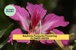 Bauhinia Purpurea Seeds – 10 Seeds for Planting, Purple Orchid Tree, Tro... - $6.50