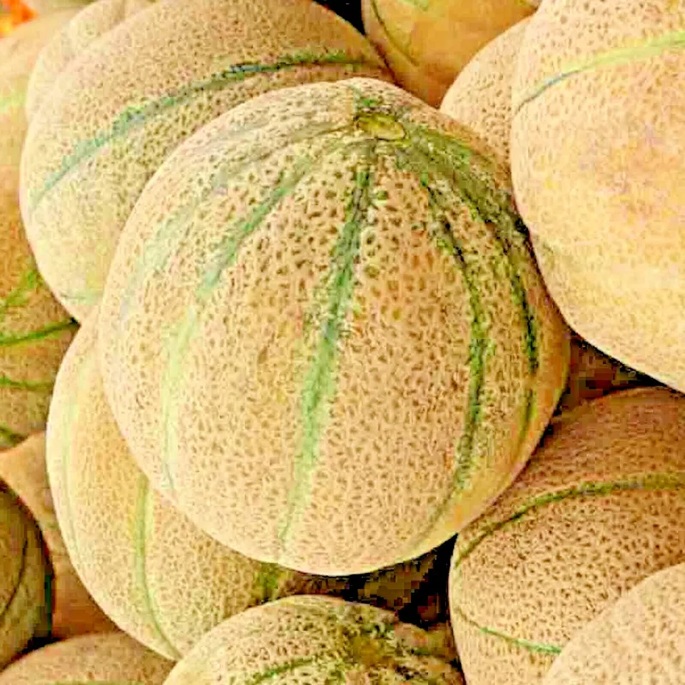 PSStore 100 Honey Rock Spring Cantaloupe Melon Honeyrock Vegetable Seeds - $13.22 CAD