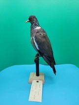 IT91 Common Wood Pigeon (Columba Palumbus) Mount Taxidermy - £154.11 GBP