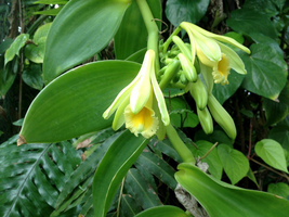 Vanilla planifolia orchid 2 thumb200