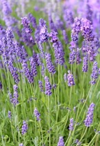 Seeds 100 English Lavender Herb Fragrant Scent Heirloom - £8.30 GBP