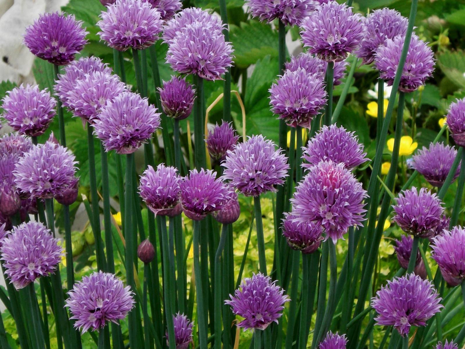 Primary image for Herb Seeds - 100 Chive Seeds -  Perennial Herb Gardening Chives  