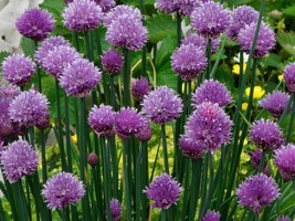 Herb Seeds - 100 Chive Seeds -  Perennial Herb Gardening Chives   - $3.99