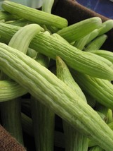 Cucumber - Armenian Cucumber - 5+ seeds - Cu 012 - £3.14 GBP