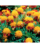 2 Oz Marigold Seeds Tiger Eyes French Marigold Bulk Seeds 24000Ct New Fr... - €50,95 EUR