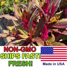 Red Garnet Amaranth Seeds Non-GMO Garden Seeds Product of USA 1000+  Seeds - £9.18 GBP