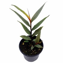 BubbleBlooms Alpinia Red Rubin luteocarpa Red Bamboo Ginger in a 4 inch Pot - £18.21 GBP