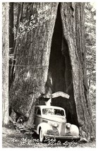 RPPC Postcard 1942 LaSalle Car SEQUOIA SHRINE TREE REDWOOD HWY AMERICANA - $9.89