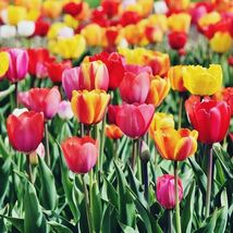 5 or 10 Tulip Darwin Hybrid Tulips,  BULBS FROM HOLLAND. - $254.06 MXN+