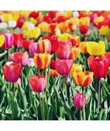 5 or 10 Tulip Darwin Hybrid Tulips,  BULBS FROM HOLLAND. - $254.06 MXN+