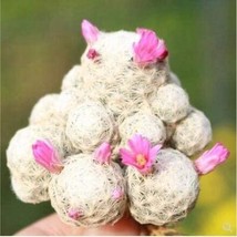 PWO Fresh 20Pcs Ball Cactus Seeds - Pink Flowers - $7.94