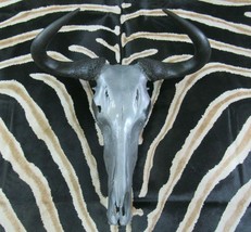 Deer Skull - Real Wildebeest Skull African Antelope Silver Wildebeest Skull - $395.01
