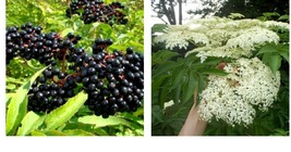 Sambucus nigra, One live rooted plant of Elderberry, shipped bare root. - £47.95 GBP