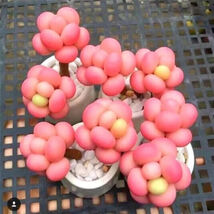 Lithops Rare Living Stones Plants Cactus Home Plant 50 Seeds. - $4.70