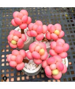 Lithops Rare Living Stones Plants Cactus Home Plant 50 Seeds. - $6.58 CAD