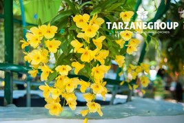 DENDROBIUM CAPILLIPES SMALL ORCHID POTTED - $33.00