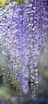 Seed 20 Pcs Seed Climbing Wisteria Flower Courtyard Flowers Japanese Wis... - $11.99