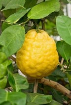 FRESH Citrus Limon Ponderosa Lemon Tree Seeds - £6.13 GBP