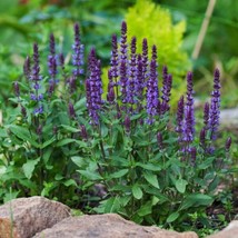 OKB 50 Steppe-Sage ‘Violet Queen’ (Violettkönigin) Seeds - Salvia Nemorosa - $12.85