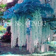 Wisteria Seeds Light Greenish White Flowers Garden Fresh USA Store - $9.14