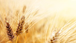 50 seeds -Starter Pack -Organic Einkorn Ancient Heirloom Wheat - Cereal &amp; flour  - £5.58 GBP