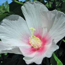 New Fresh Seeds Hibiscus Mutabilis Single Cotton Rose 25 Seeds - $18.10