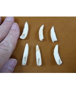 (G371-61-28) SIX 1-1/4&quot; GATOR Alligator Aligator T**th GATORS for jewelry - €24,88 EUR