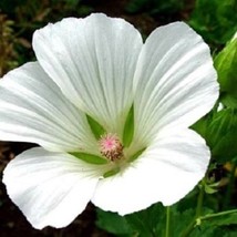 Seeds USA Seller 20 White Malope Mallow Trifida Early Spring Bloom Annua... - £21.36 GBP