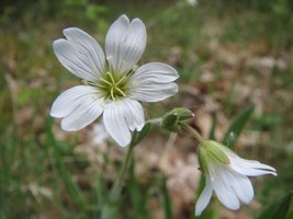 Field Mouse-ear - Cerastium arvense - Acker-Hornkraut - 250+ Seeds - E 320 - $70.99 MXN