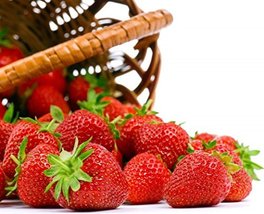 Seascape Everbearing Strawberry 25 Bare Root Plants - BEST FLAVOR - £25.46 GBP